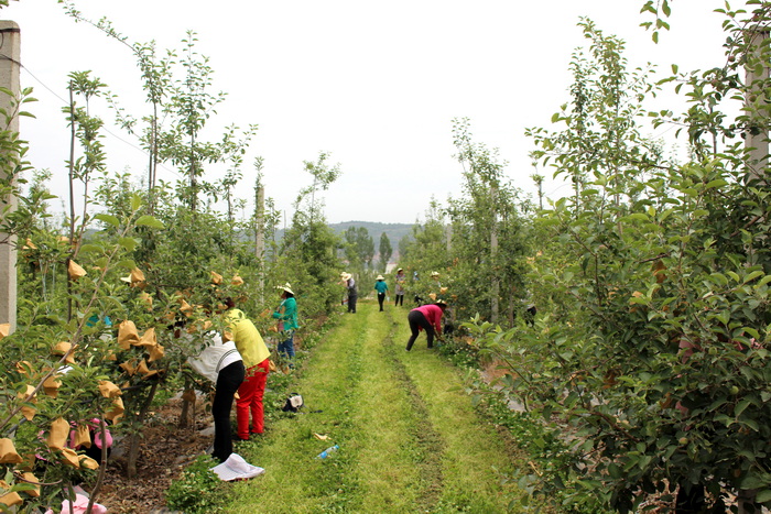 ������Ӱ