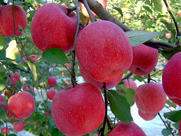 Quality Fuji apples